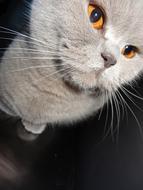 Cat Grey Feline