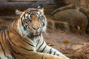 Tiger White Color