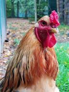 Chicken Urinary Bird