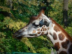 Giraffe Animal Zoo