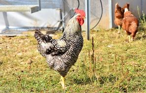 Hahn Crow Poultry