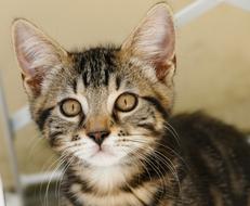 Cat Kitten Cute
