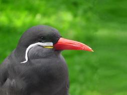 Bird Field Nature