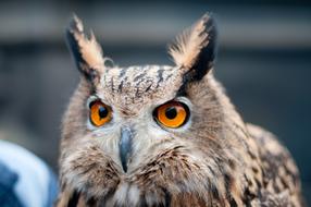 Owl Bird Animal