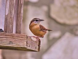 Bird Cute Brown And Tan