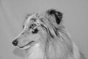 Dog Photo Black White Bitch