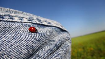 Ladybug Coccinellid Insect