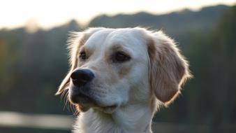Dog Golden Retriever