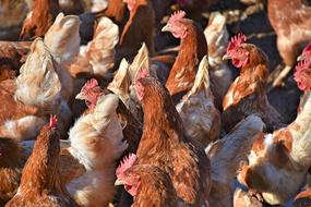 Chickens Droves Poultry birds