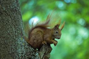 Squirrel Tree Animal