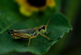 Grasshopper Insect Nature