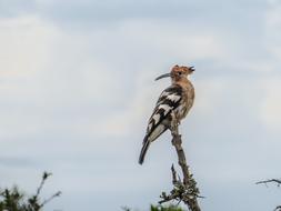 Bird Hoopoe Branch