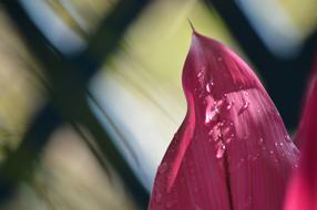 Pink Background Detail