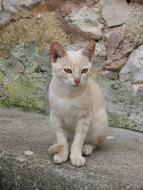 Cat House Pet