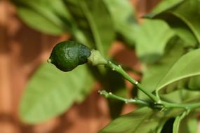 Lemon Young Green plant