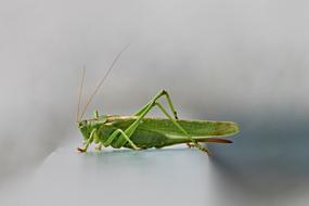 Tettigonia Viridissima