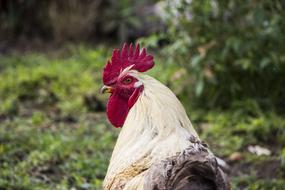 Rooster Chicken Animal