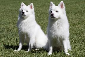 Spitz Pets Dog Canine