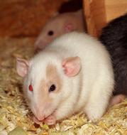 Rat Female Different Colored Eyes