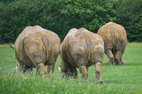 Rhinoceros Behind Three