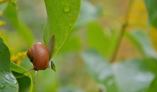 Snail Animal Nature