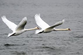 Swan Bird Animal
