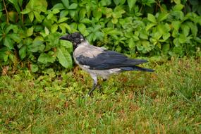 Crow Raven Young