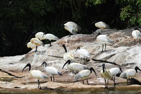 Birds on rock by water