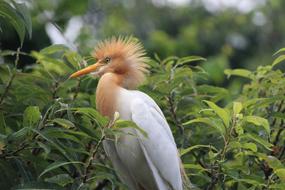 Bird Tree Branch