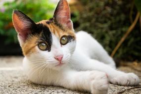 Filhote Gato Cat