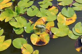Water Lily Pad Frog