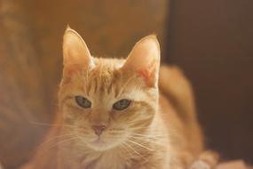 Cat Redhead Light