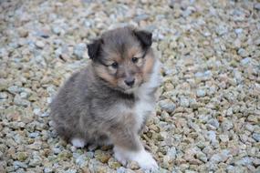 Puppy Dog Pup O