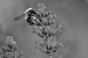 Bee Lavender Black And White Close