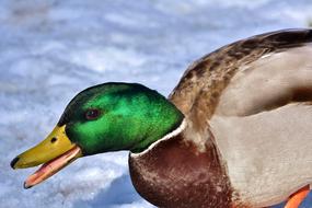 Duck Drake Mallard Water