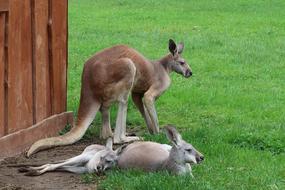 Animal Kangaroo in Borysew