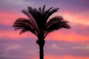 Palm Sunset Romance