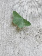 Wood Moth Insect