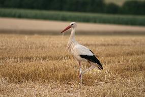 Bird Stork White macro