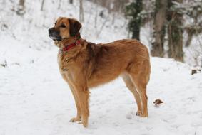 Dog Animal Winter