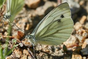 Butterfly Insect Wing