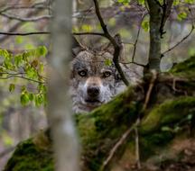 wild wolf staring into the camera