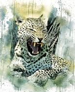 leopard cat wildlife animal nature