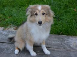 Dog Puppy Pup