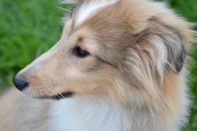 Dog Puppy Pup Shetland