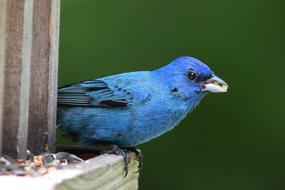 Indigo bird on a feeder