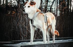 Dog Animal Doggy
