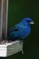 Indigo Bunting Bird