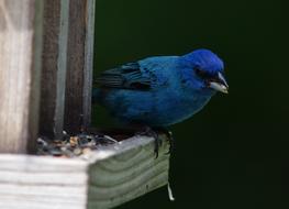 Bird Bunting Indigo