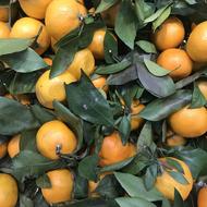 ripe fruit in the foliage